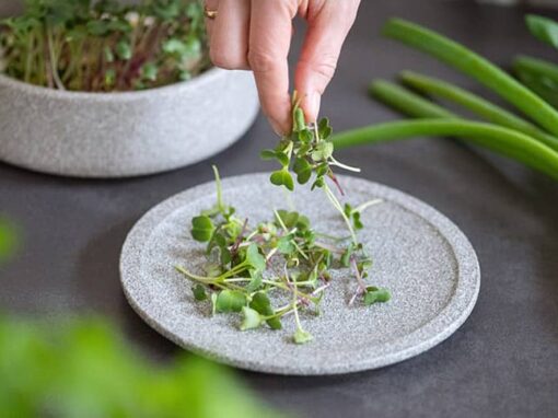 Sprossen und Microgreens: Der kleine Garten für Ihre Küche
