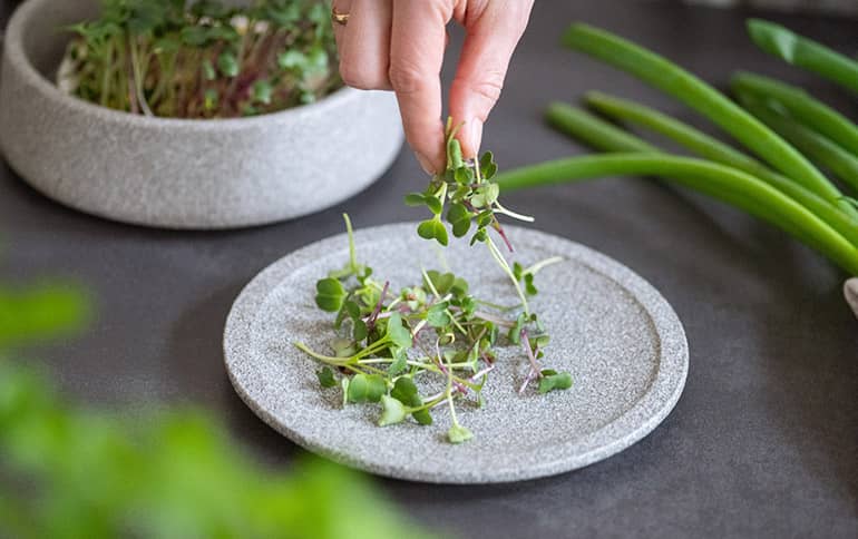 Sprossen und Microgreens: Der kleine Garten für Ihre Küche