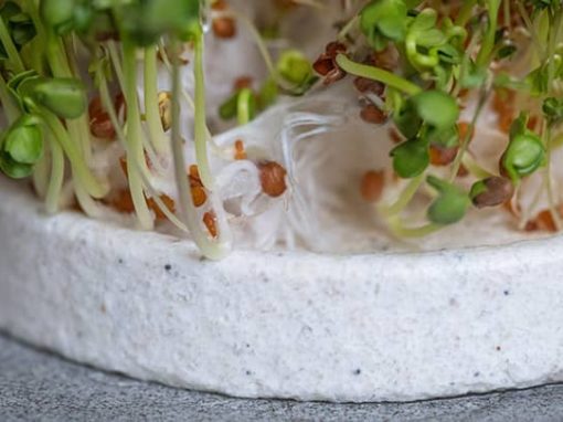 Entdecken Sie die Power von Microgreens