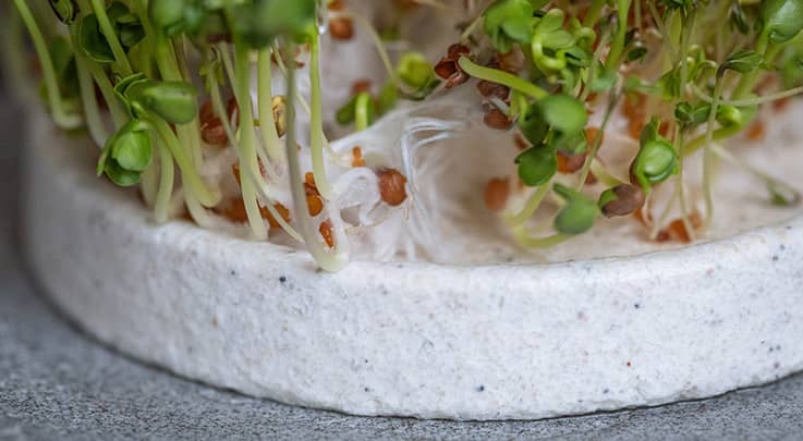 Entdecken Sie die Power von Microgreens