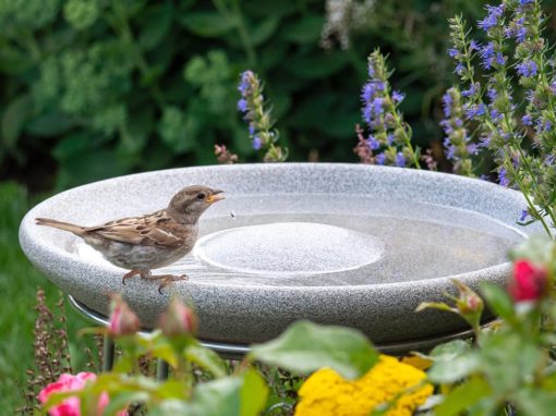 Die Vogeltränke: Ein Blick auf ihre Sinnhaftigkeit im Garten