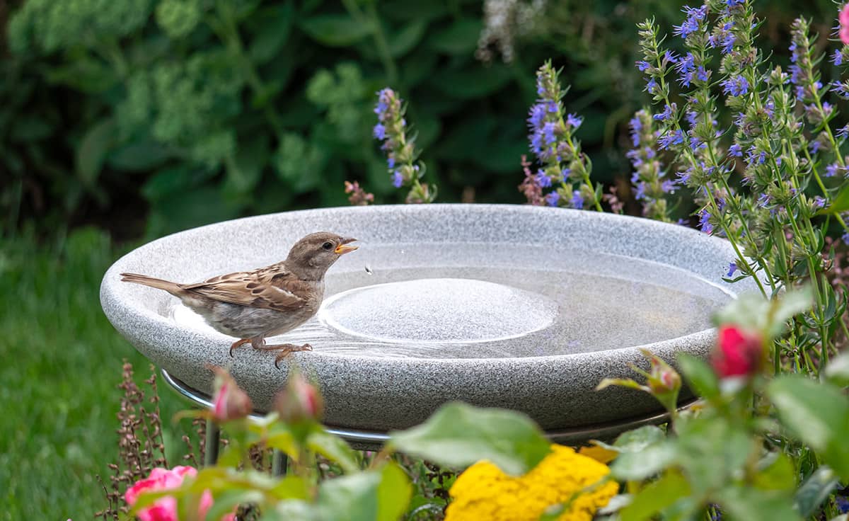 Die Vogeltränke: Ein Blick auf ihre Sinnhaftigkeit im Garten