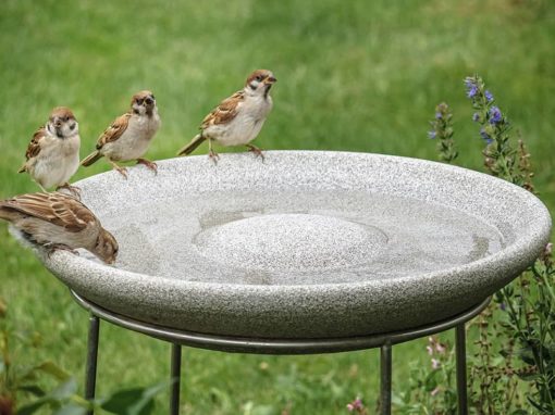 Das bunte Treiben an der Vogeltränke: Eine Vielfalt gefiederter Gäste