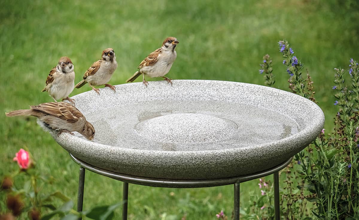 Das bunte Treiben an der Vogeltränke: Eine Vielfalt gefiederter Gäste