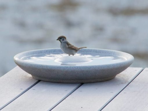 Vogeltränken im Winter: Wie unterstützt man Vögel in kalten Monaten?