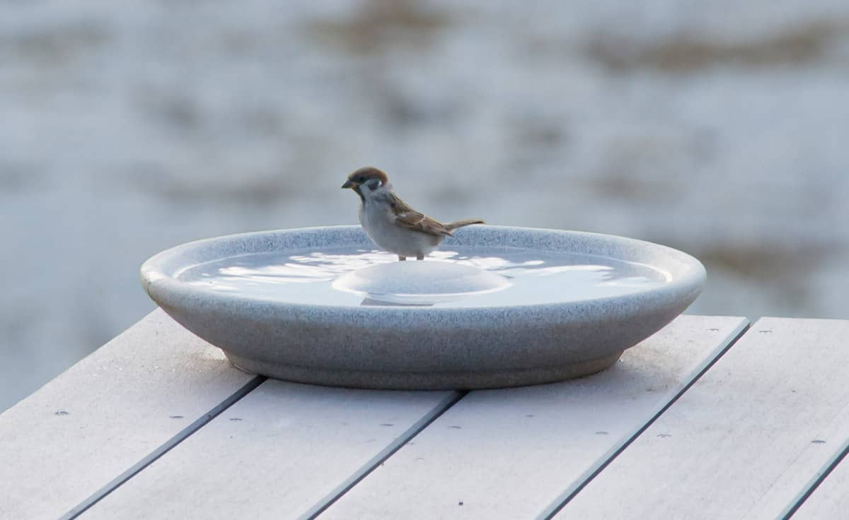 Vogeltränke im Winter