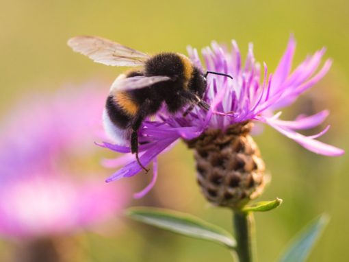 Was sind Hummeln? – Ein umfassender Blick auf diese faszinierenden Insekten