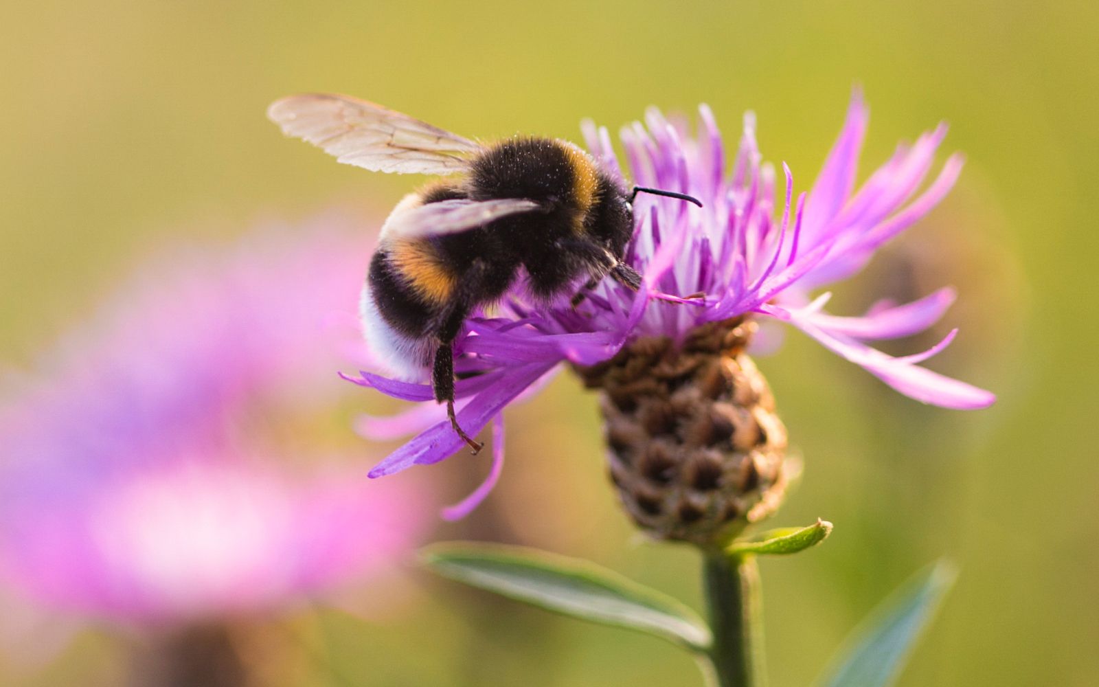 Was sind Hummeln? – Ein umfassender Blick auf diese faszinierenden Insekten