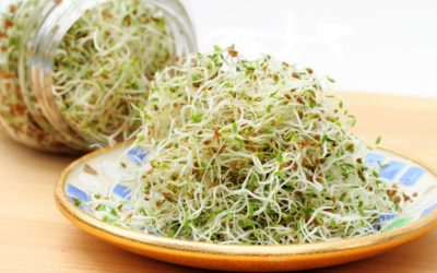 Alfalfa Sprossen: Knackige Kraftpakete für die Küche