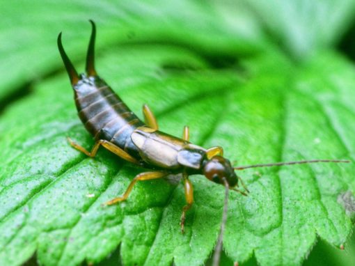 Ohrwurm im Garten: Ein nützlicher Helfer für den Pflanzenschutz