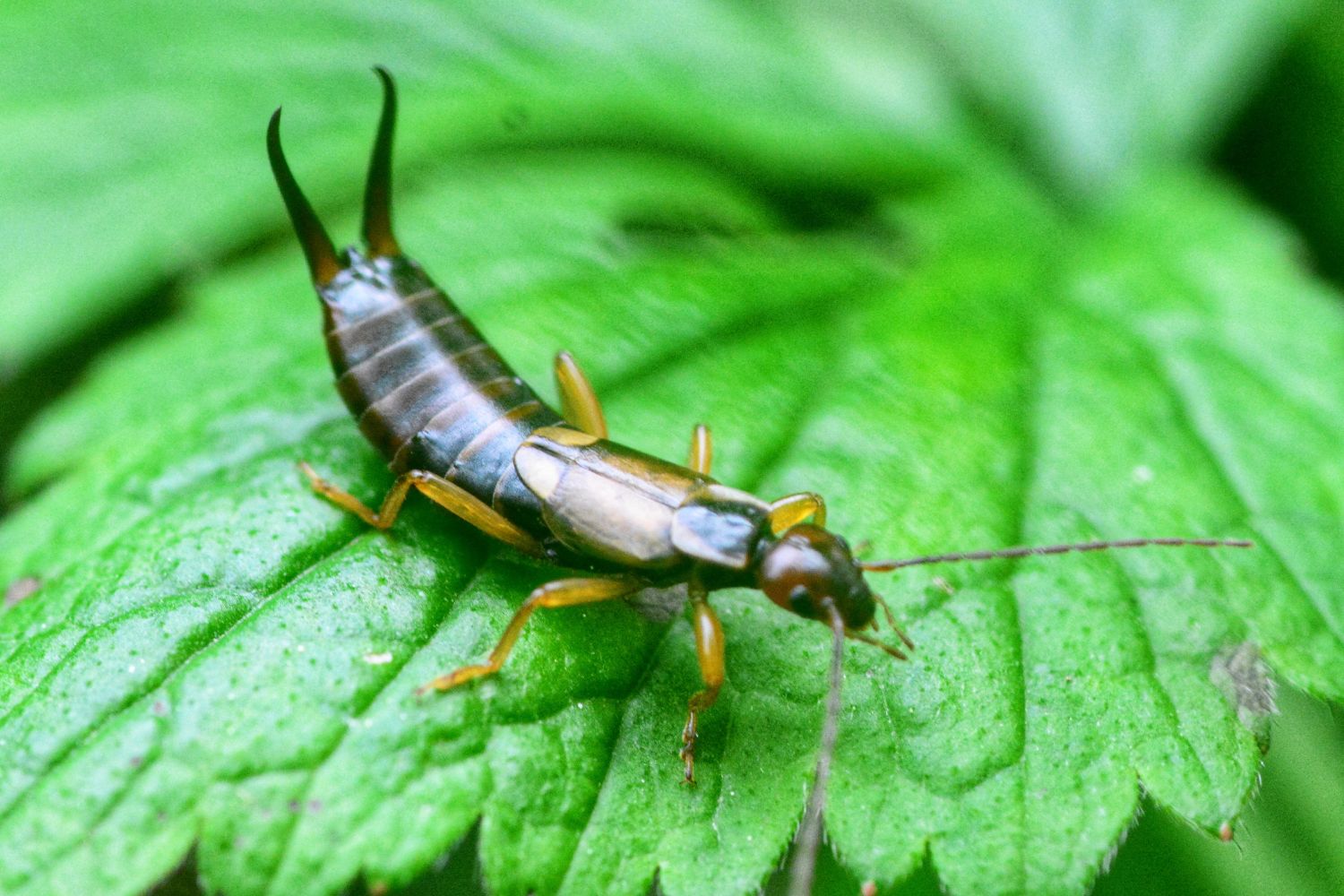 Ohrwurm im Garten