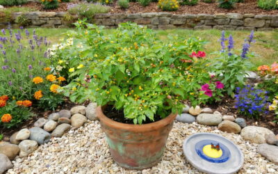 Aji Charapita – die teuerste Chili der Welt