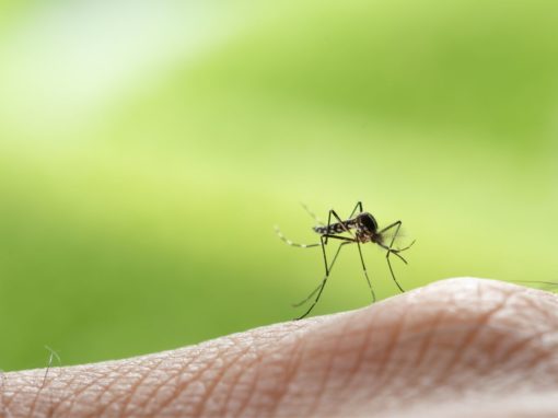 Effektive Mückenabwehr für ungestörte Sommerabende im Freien