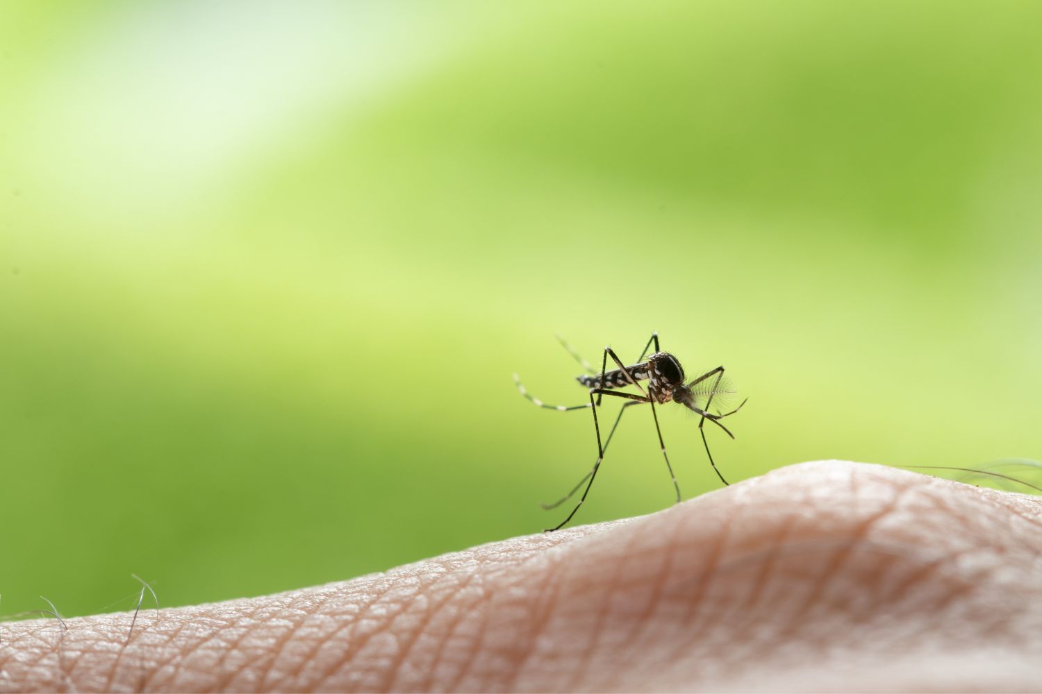 Effektive Mückenabwehr für ungestörte Sommerabende im Freien