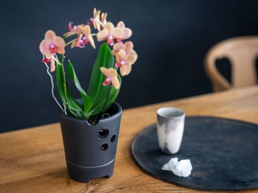 Blütenzauber pur: Tauchen Sie ein in die zauberhafte Welt der Orchideen