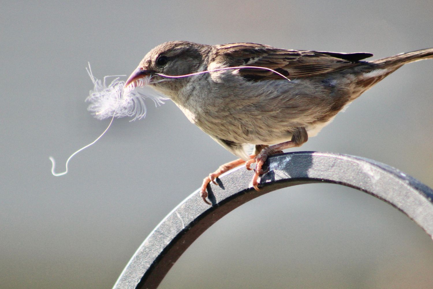 Vogelschutz