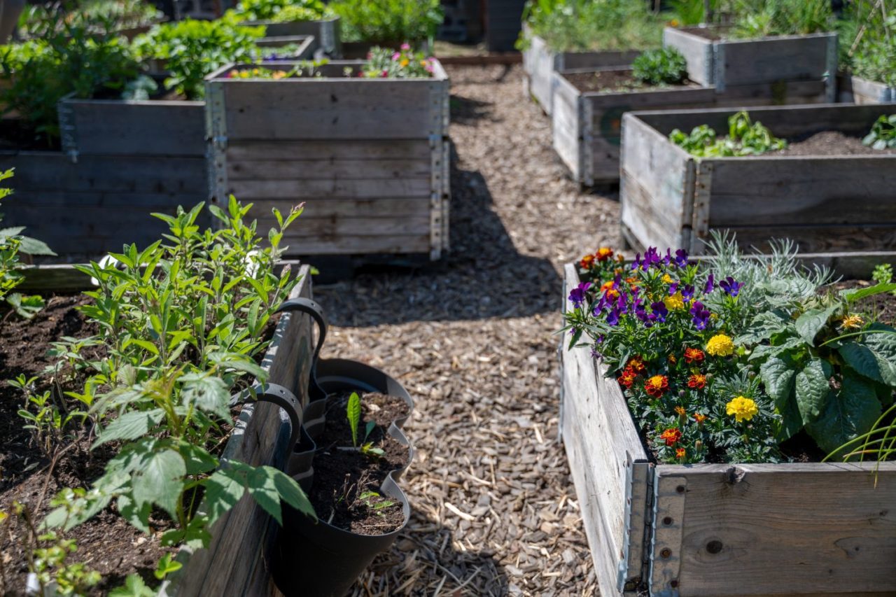 Hochbeet im Garten Ein Leitfaden für Anfänger