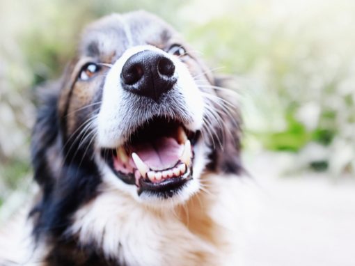 Wie viele Zähne hat ein Hund? Eine umfassende Erklärung