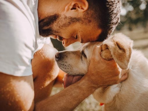 Warum leckt mich mein Hund? Ursachen und Bedeutungen des Ableckens bei Hunden