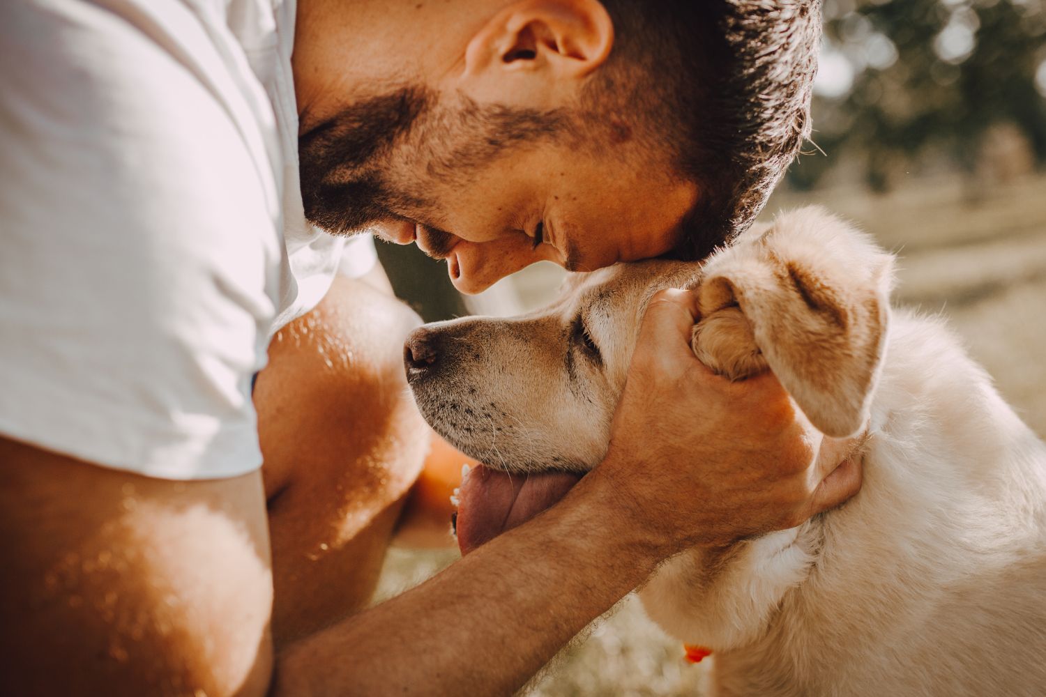 Warum leckt mich mein Hund? Ursachen und Bedeutungen des Ableckens bei Hunden