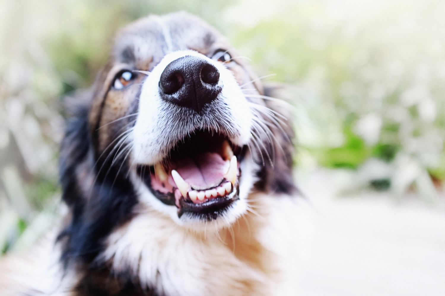 Wie viele Zähne hat ein Hund? Eine umfassende Erklärung