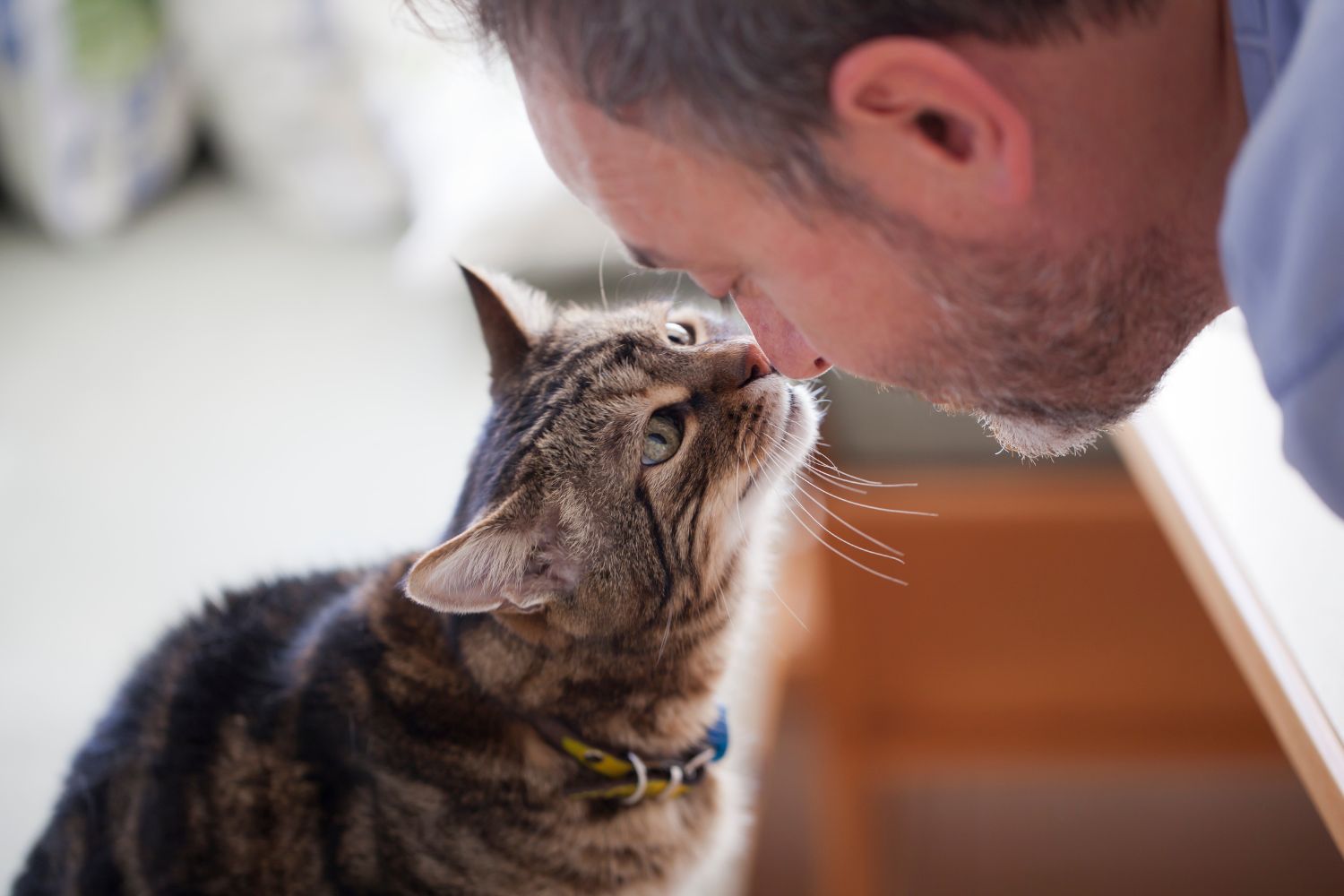 Wie alt wird eine Katze?