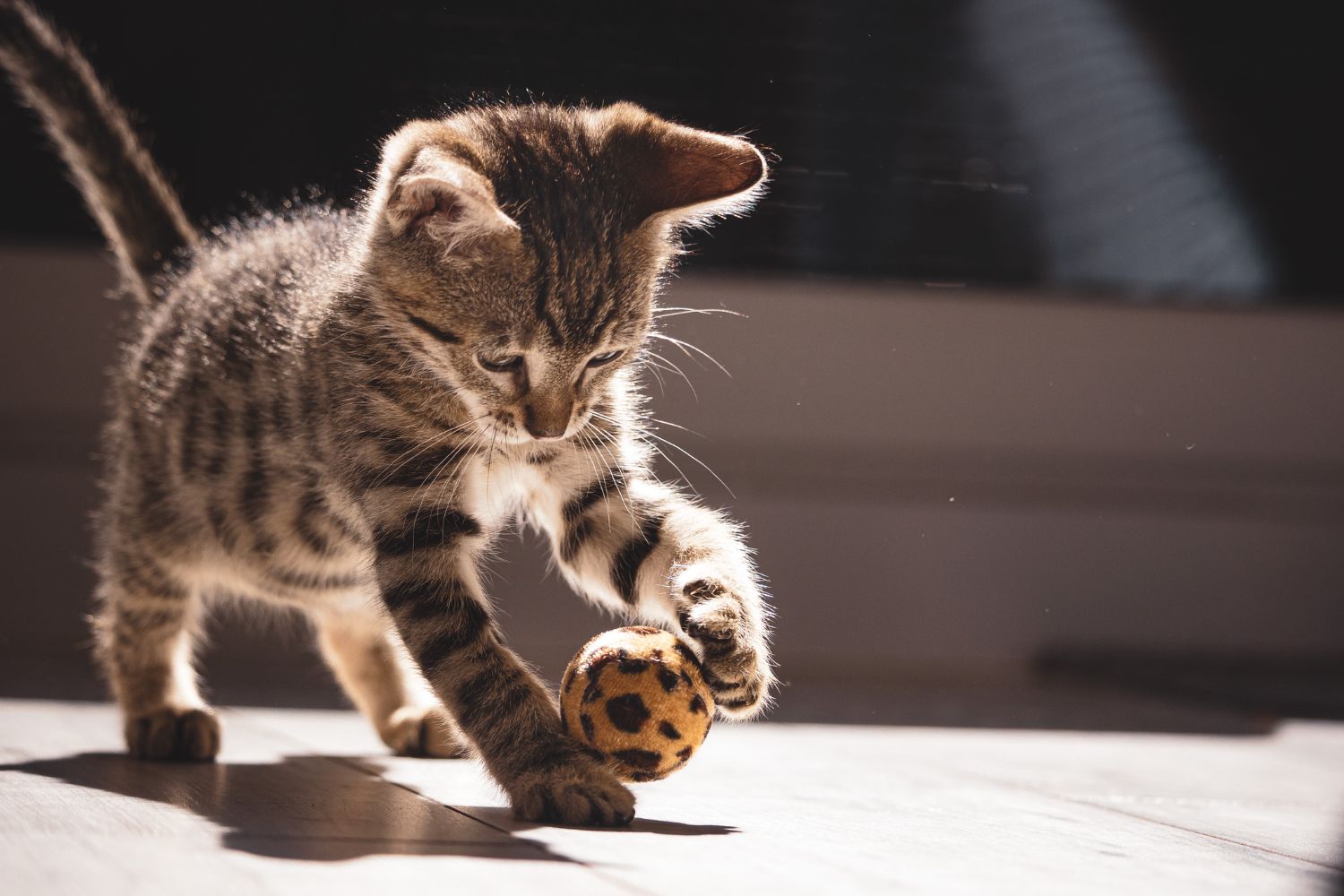 Wie viel kostet eine Katze?