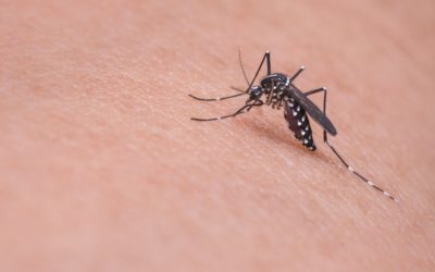 Effektive Hausmittel gegen Mücken – Natürliche Abwehrstrategien