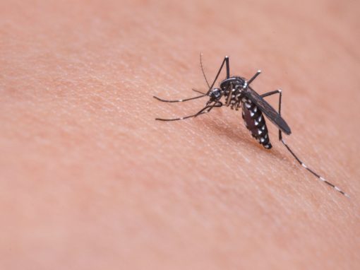 Effektive Hausmittel gegen Mücken – Natürliche Abwehrstrategien