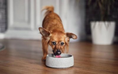 Neues von Denk Keramik: Der perfekte Hundenapf aus Granicium