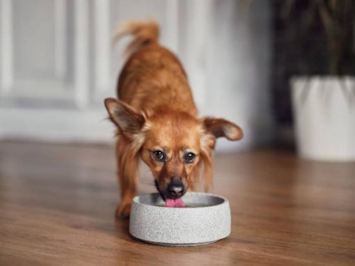 Neues von Denk Keramik: Der perfekte Hundenapf aus Granicium