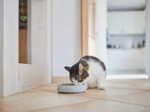 Leitfaden zu Katzenfutter: Arten, Auswahl und Vorteile