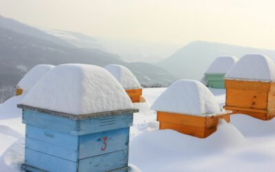 Wie du Wildbienen im Winter helfen kannst