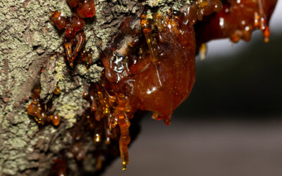 Kräuter & Harze zum Räuchern selbst sammeln – Naturduft aus erster Hand