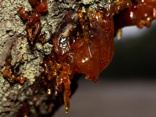 Kräuter & Harze zum Räuchern selbst sammeln – Naturduft aus erster Hand