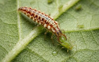 Natürliche Helfer im Garten