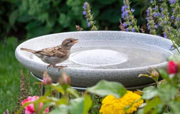 Vogeltränke Granicium mit Ständer
