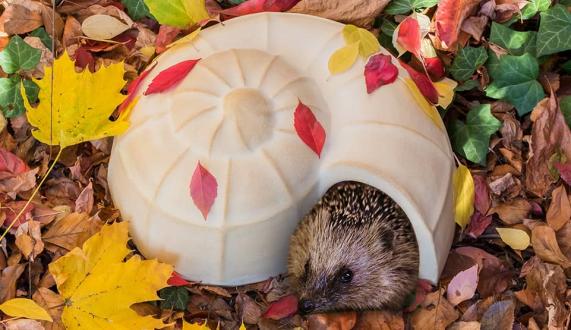 Hedgehog Snail-shell