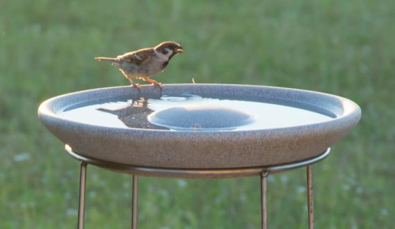 Bird Baths Granicium