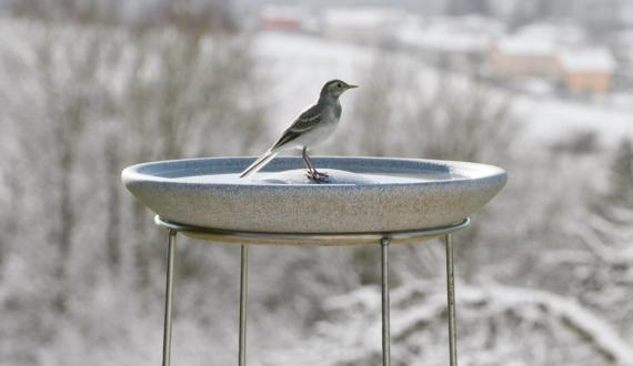 Bird Baths Granicium