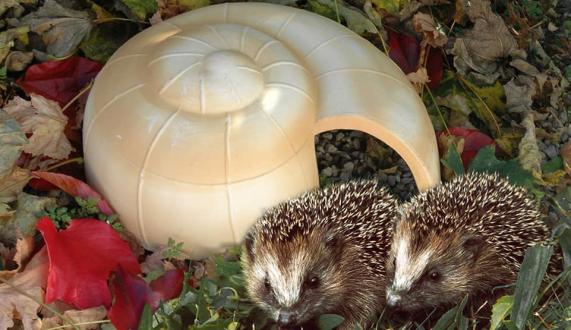 Hedgehog Shell