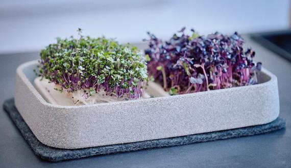 Microgarden