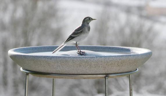 Vogeltränke Granicium