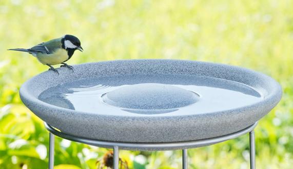 Bird Bath Granicium