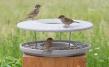 Bird Table Granicium®