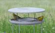 Bird Table Granicium® with Stand