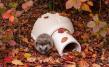 Hedgehog House
