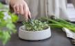 Micro-Garden Granicium