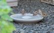 Bird Bath Granicium®