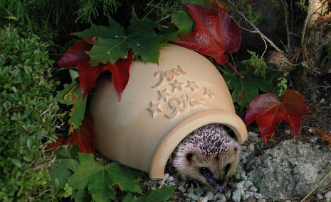 Hedgehog Ritz